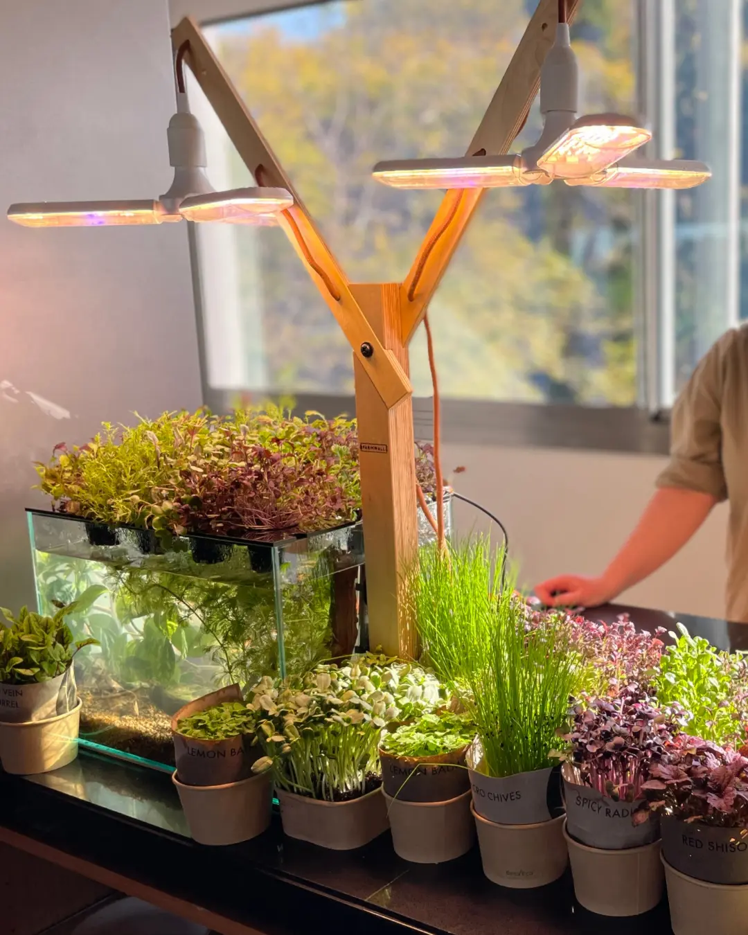 Real Farmwall Pocket by a window with dense microgreens and potted greens beneath the Y-frame lights