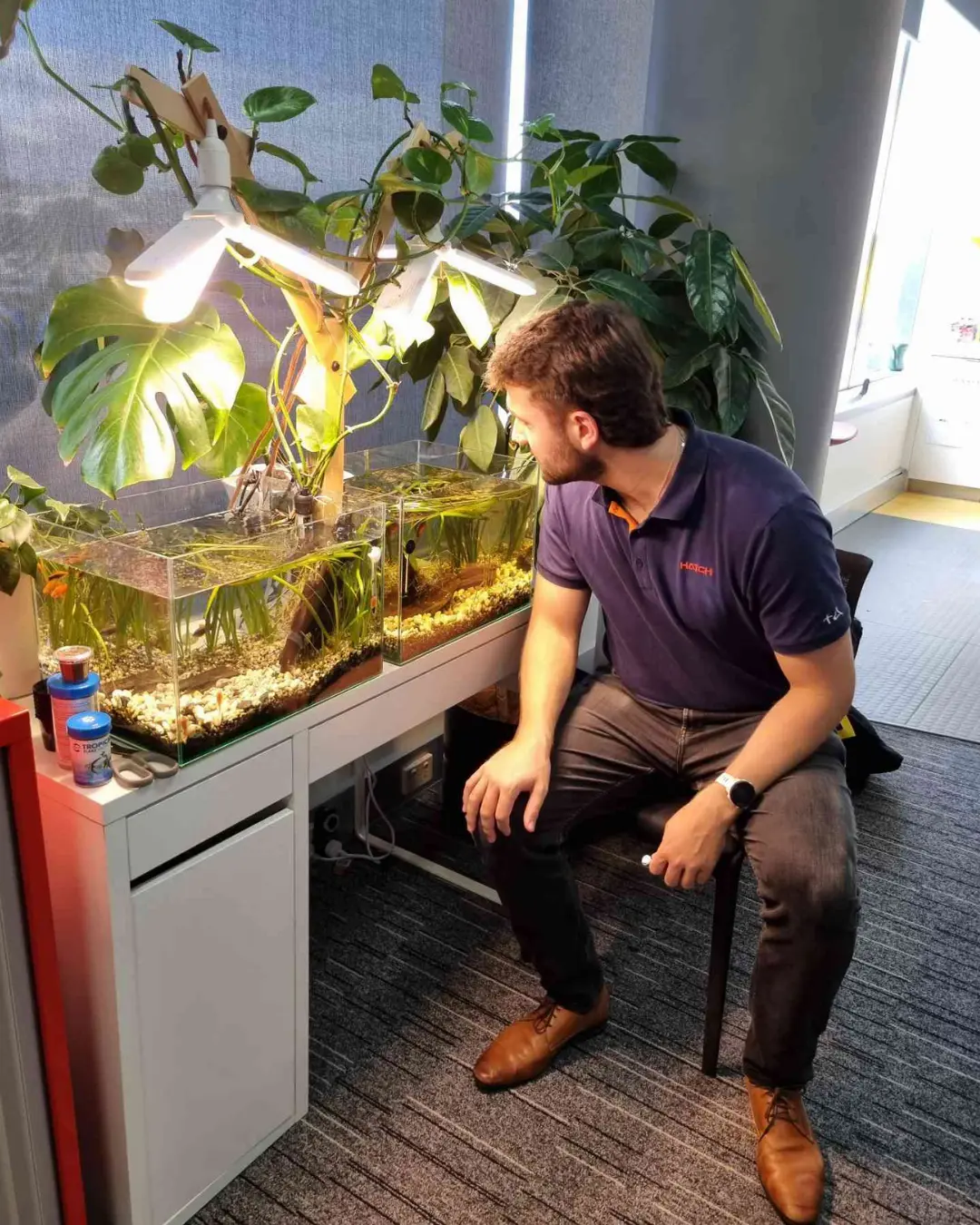 A man sitting and watching the aquariums of a Farmwall system at work