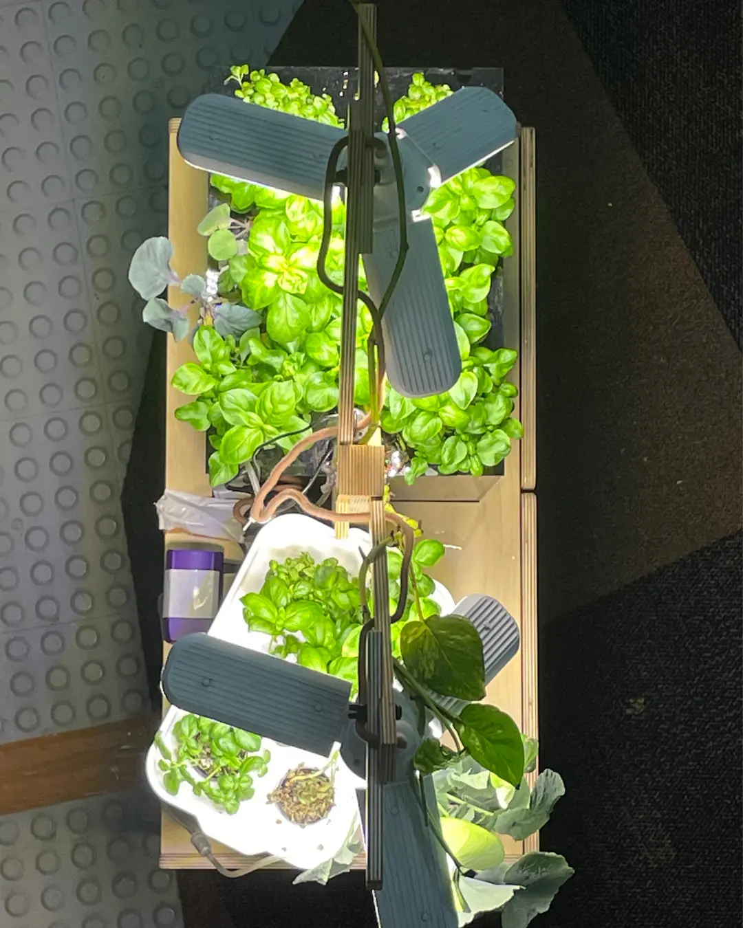 A Farmwall Pocket seen from above, full of basil under the lights