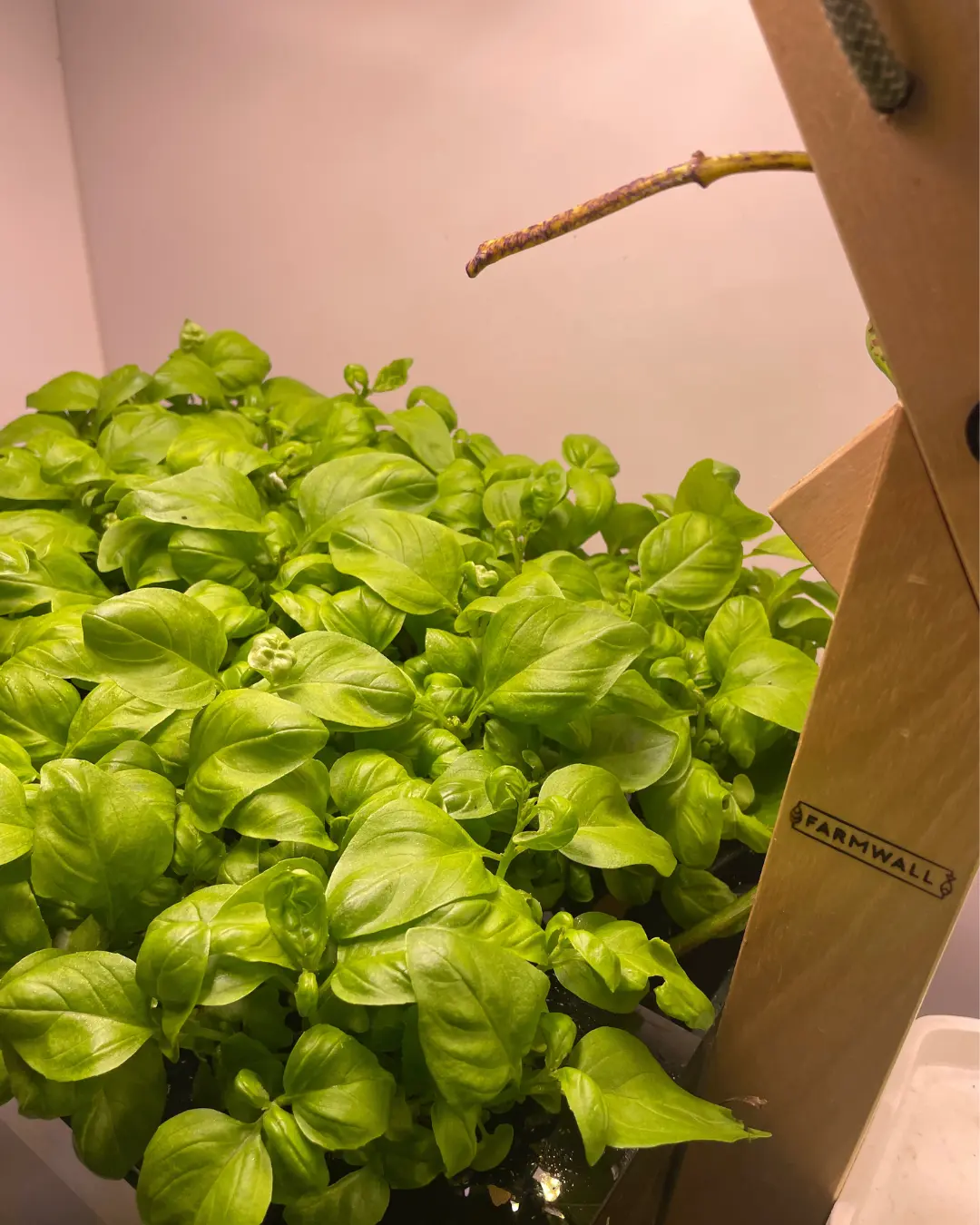 Dense basil growing in a Farmwall Pocket tray