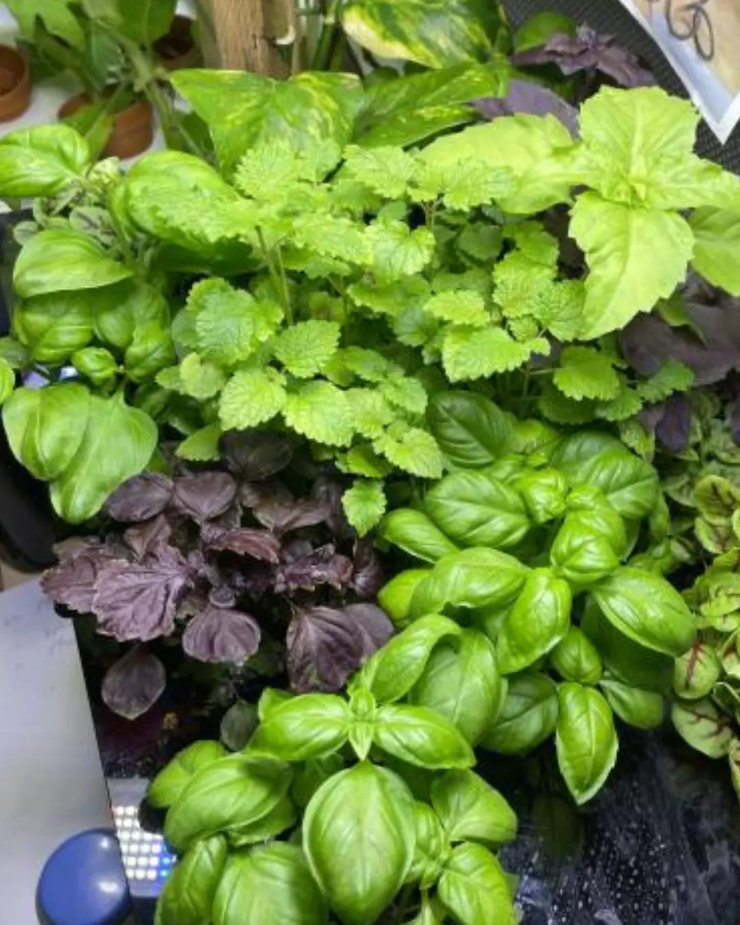 Mixed herbs and leafy greens growing together in one Pocket tray