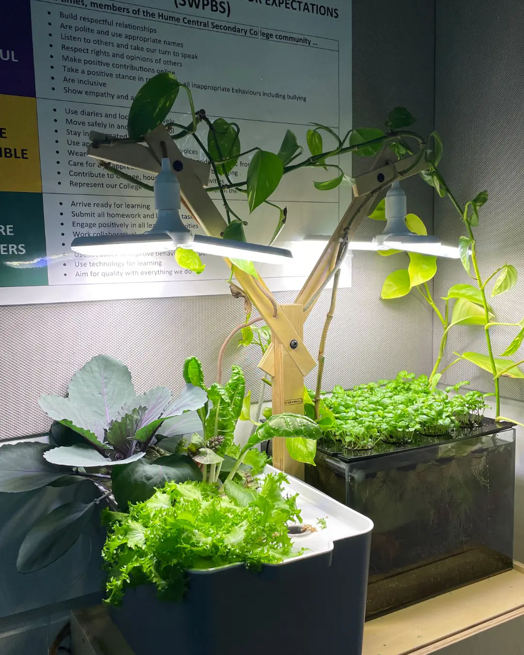 A Farmwall system growing microgreens and lettuce in a classroom