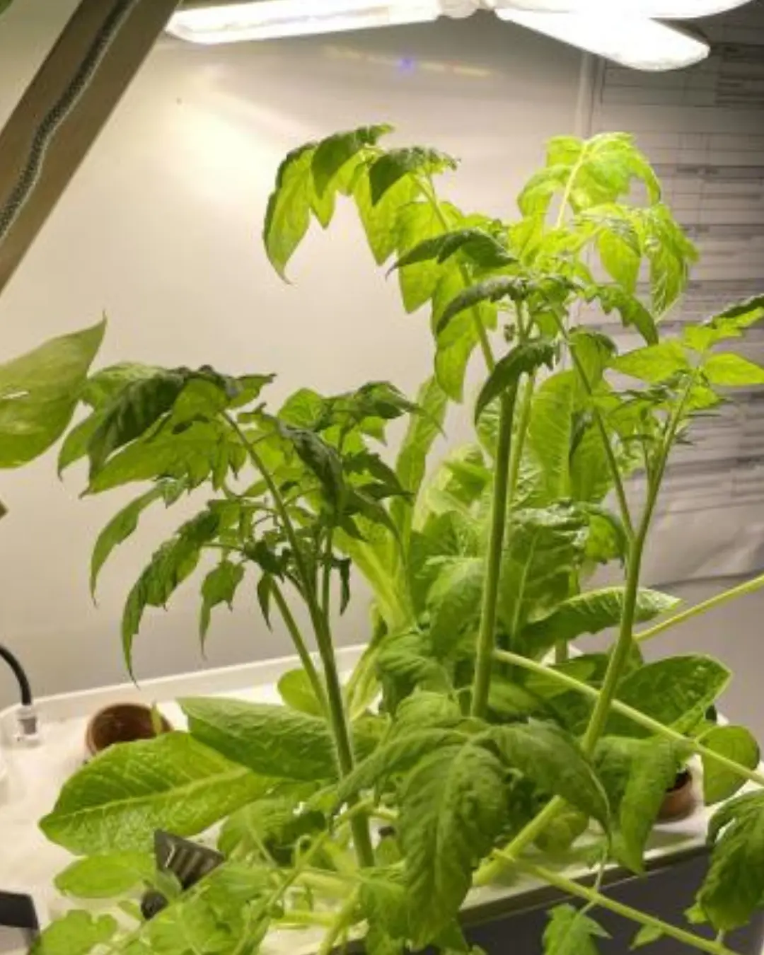 Tomato and lettuce plants growing under the Pocket lights
