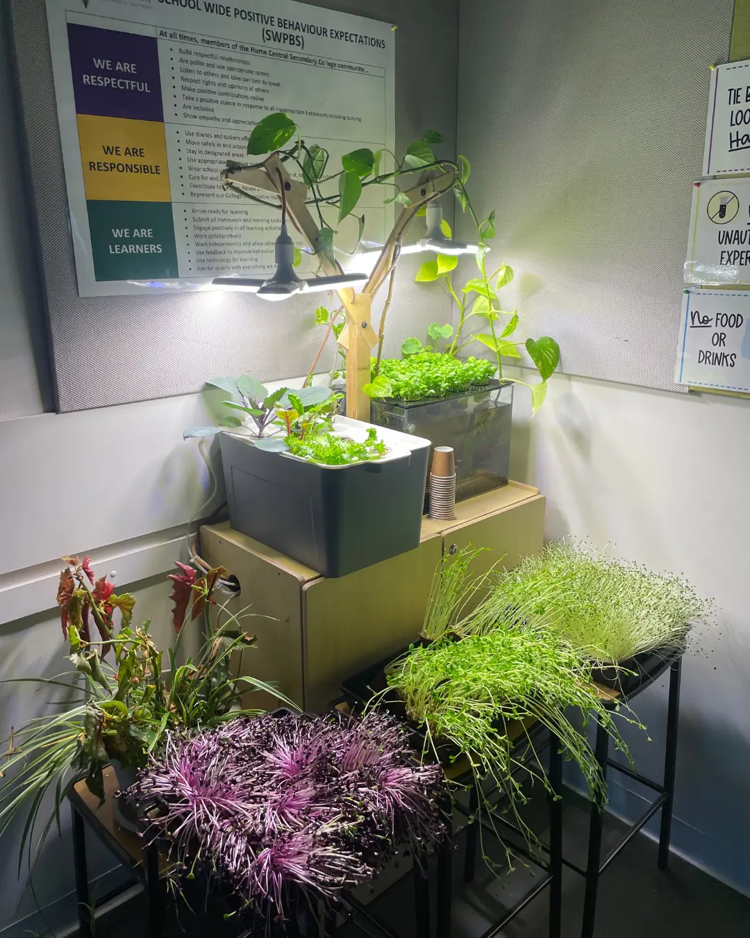 A classroom growing corner with a Farmwall system and trays of microgreens