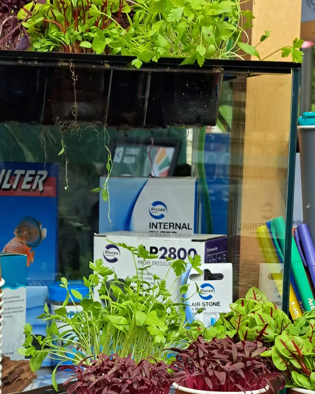 Microgreens and parsley growing above the aquarium