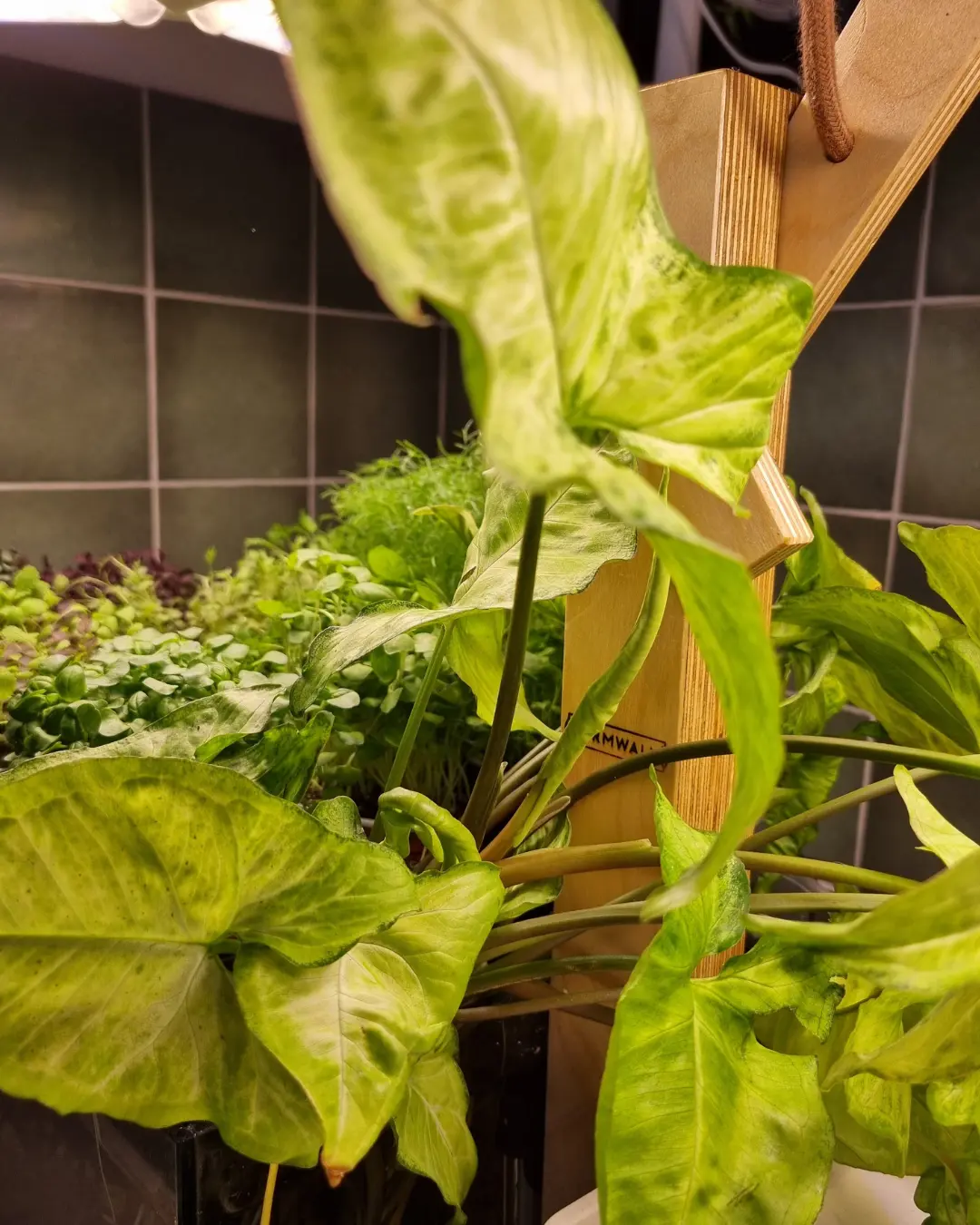 Close-up of leafy greens climbing the Pocket frame