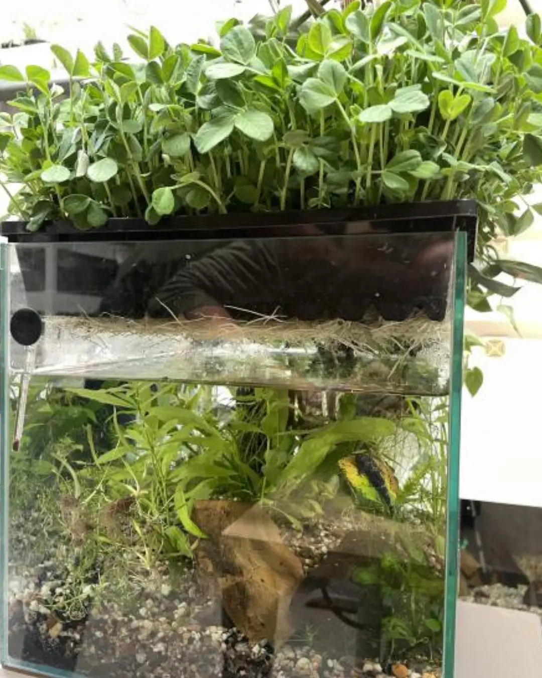 Pea shoots growing above a planted aquarium