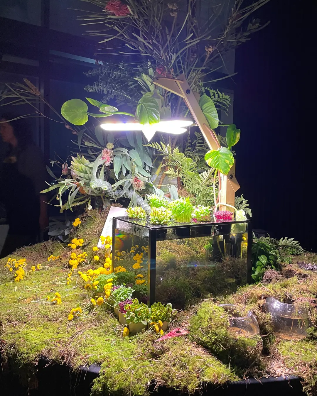 Complete Farmwall Pocket living system with aquarium, edible greens and Y-frame